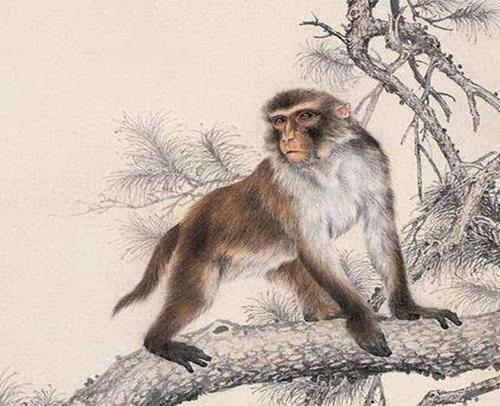 屬猴金命不易早婚,男女雙方屬猴五行金命能結婚嗎?