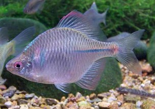 72屬水命適合養什麼觀賞魚,請教風水大師我是1972年6月18日出生的,男請問養什麼魚好?