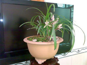 屬火家裡適合種什麼植物,家中綠植要選什麼?