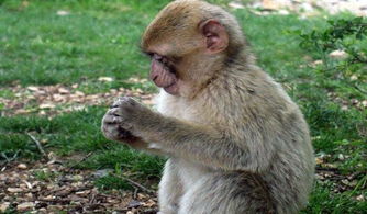 屬猴的能帶金鼠嗎,屬鼠的和屬猴的相衝嗎?