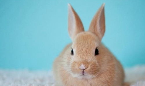 屬兔人帶金如何化解,1987年4月5日兔年本命年戴金還是玉,希望有達人告訴下