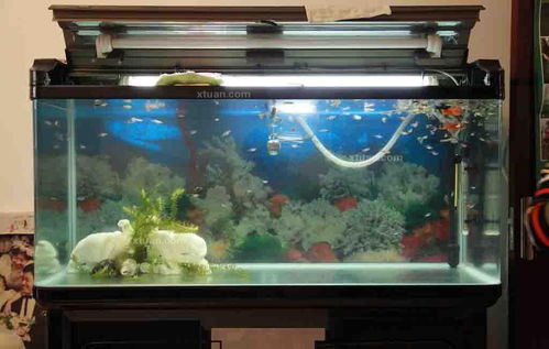 屬金的人家裡能放魚缸和八駿圖,五行屬金的人可以在家裡養魚嗎?