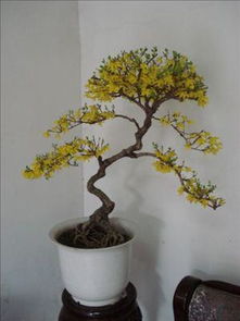 五行屬金墨綠色怎麼樣,紅色在五行里屬於什麼?