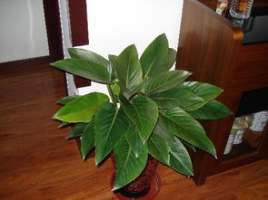 金鑽植物是屬木嗎,金鑽的學名是什麼?(一種植物)