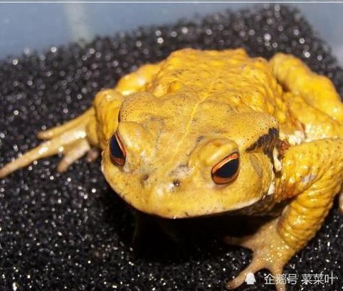 屬蛇的人家中可以放金蟾蜍,金蟾家中金蟾擺放家中對屬蛇的生肖有什麼暗示擺放是否對主人生肖有