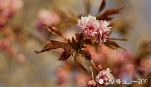 69屬金還是屬土什麼,1969年在五行中是什麼???