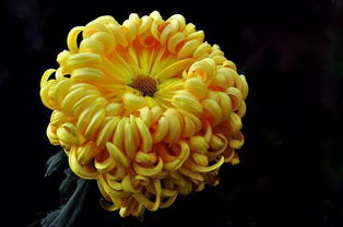 火菊五行屬什麼意思是什麼,2001辛巳年五行屬啥