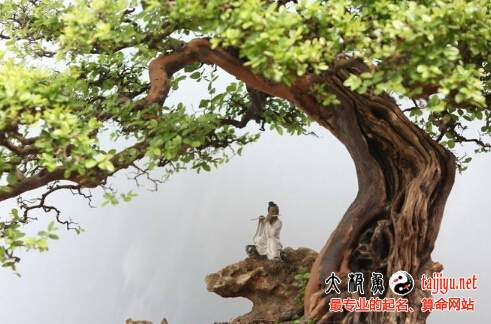 金線榕五行屬什麼,各朝代龍袍顏色和所屬的五行