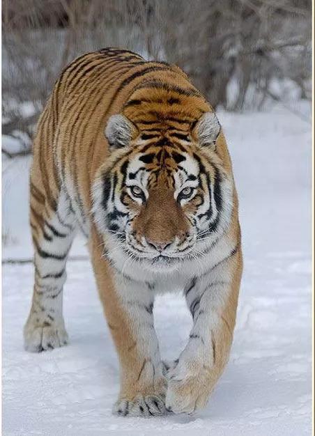 五行屬火的虎本命戴什麼,虎本命年要佩戴什麼?