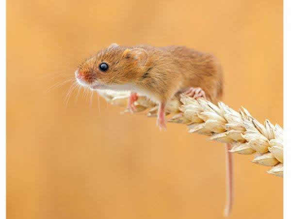 屬鼠海中金紋什麼好,84年女鼠海中金命五行木旺日主天干為土八字喜火適合從事什麼事業?