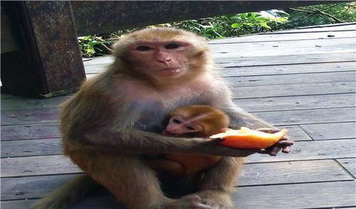 2023猴寶寶是屬什麼火,2023年是什麼生肖年