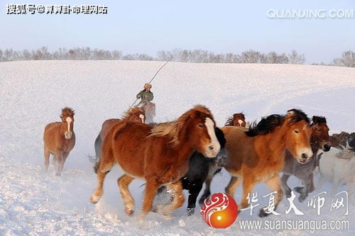 屬火的生肖要注意什麼,五行屬火的人如何注意生活起居?