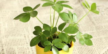 金命屬虎放什麼植物,本人屬虎金命,做生意店裡養什麼植物旺財