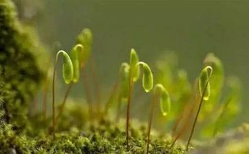 八卦鏡的剋星是什麼 如何剋制對面八卦鏡