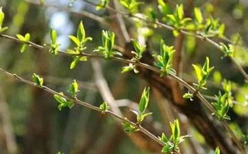 山在什麼位置對墳墓風水好? 山在墳墓之後、在墳墓兩側