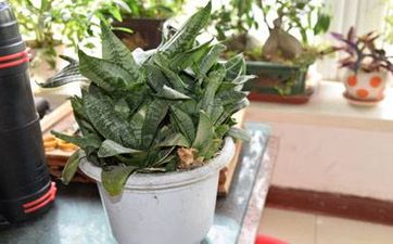 保險櫃的擺放有哪些風水講究