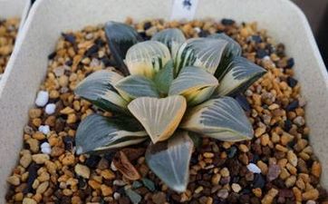 門後放鏡子是好是壞呢 風水影響如何
