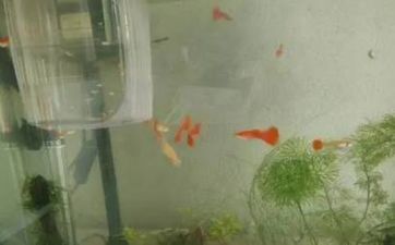 關於上墳起火徵兆吉凶有什麼說法 上墳起火的注意事項