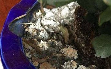辦公室佈置風水學大全