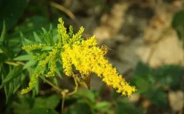 老人去世安慰的話怎麼說? 老人過世怎麼安慰話語