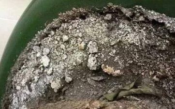 壁掛爐24kw配幾個暖氣片 燃氣壁掛爐24kw一天多少錢