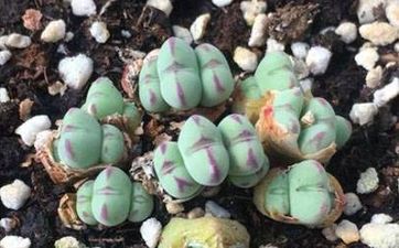貓進家門到底吉不吉利 流浪貓上門家中風水好