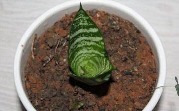 客廳電視牆怎麼裝修 客廳電視背景牆裝修設計六大要點