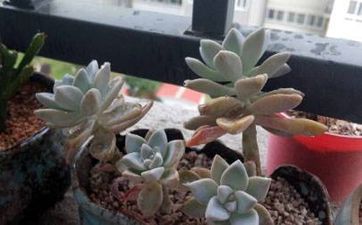 告訴你什麼水晶招財好風水