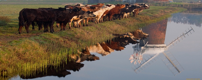 2023年必有喜事的生肖是 屬牛人有高人相助