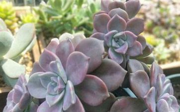 陽台養花與風水講究