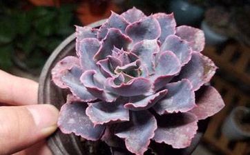 魚戲蓮花喻意和忌諱 魚戲蓮花寓意是什麼