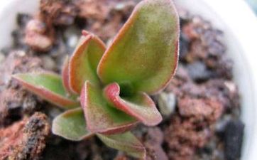 天然氣壁掛爐晚上調多少度合適 壁掛爐最省氣的溫度是多少