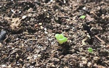 干松塔可以放家中嗎 松塔放在家裡起什麼作用
