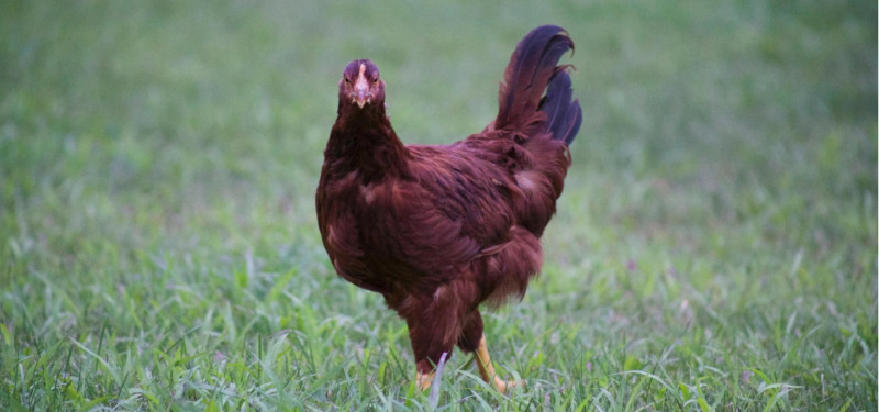 2023年變富的生肖有那些 生肖雞財富運勢會很旺