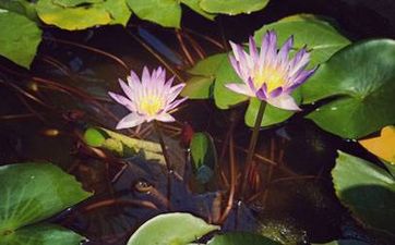 土命家裡擺什麼植物最旺財 土命適合在辦公室擺什麼招財
