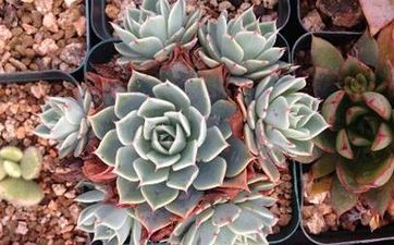 陽台在兩棟樓中間怎麼辦?有沒有化解辦法?