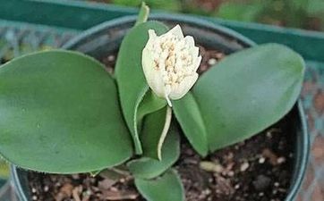 孕婦夢見別人蓋房子是什麼預兆?趕緊瞧一瞧