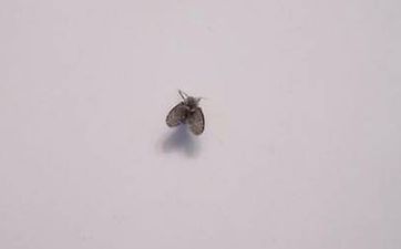 家裡擺放空花瓶好嗎?空花瓶裡放什麼好?