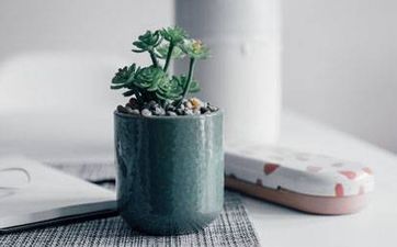 一棵桂花樹的風水作用是什麼?種桂花樹的方位該如何選擇?