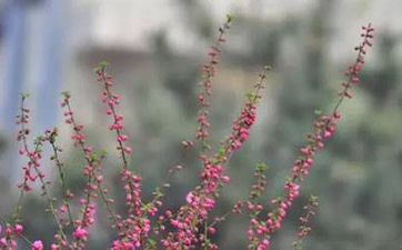 家裡可以擺模擬綠植嗎?模擬綠植影響家居風水嗎?