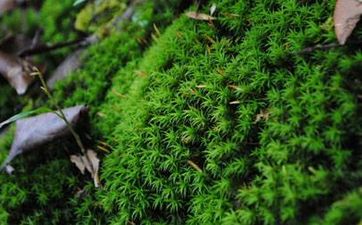 餐廳廁所對門怎麼辦?教你如何化解家居風水禁忌
