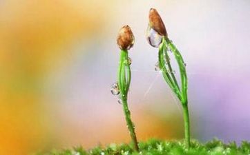 院子裡種凌霄花吉利嗎?院子裡種什麼風水好?