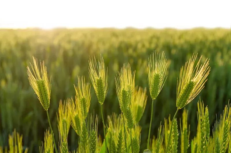 被這5大星男愛上最幸福！第一名是...