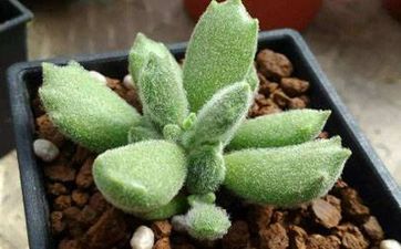魚缸的擺放要注意什麼風水?魚缸過濾器有哪些分類?