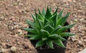 房子後面有河的風水怎麼樣?什麼樣的房子風水比較好?