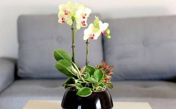 鞋櫃擺放的地方方位